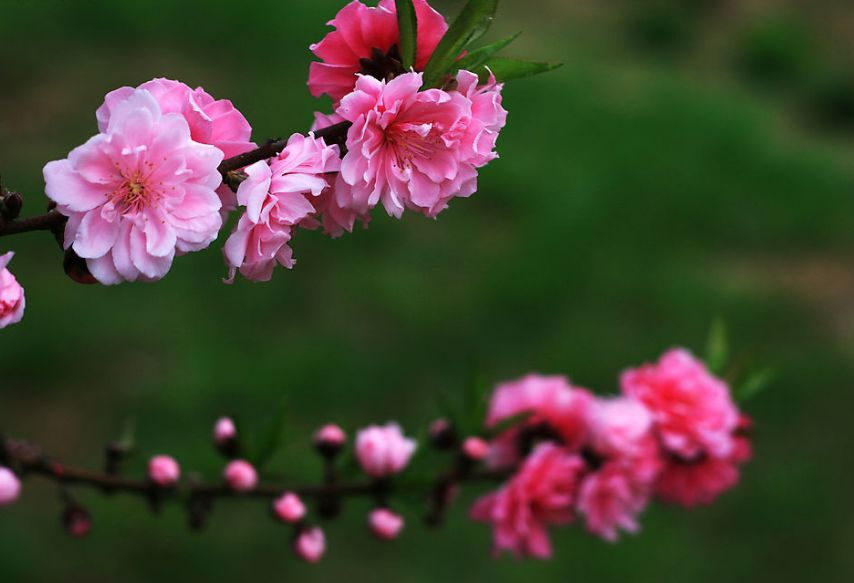 明媚耀眼的桃花，关于美艳的桃花诗词鉴赏