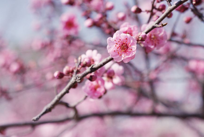 明媚耀眼的桃花，关于美艳的桃花诗词鉴赏