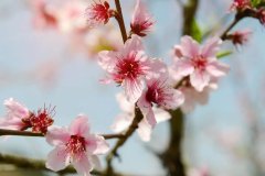 赞美桃花唯美的古诗句，适合春天品读的桃花诗句