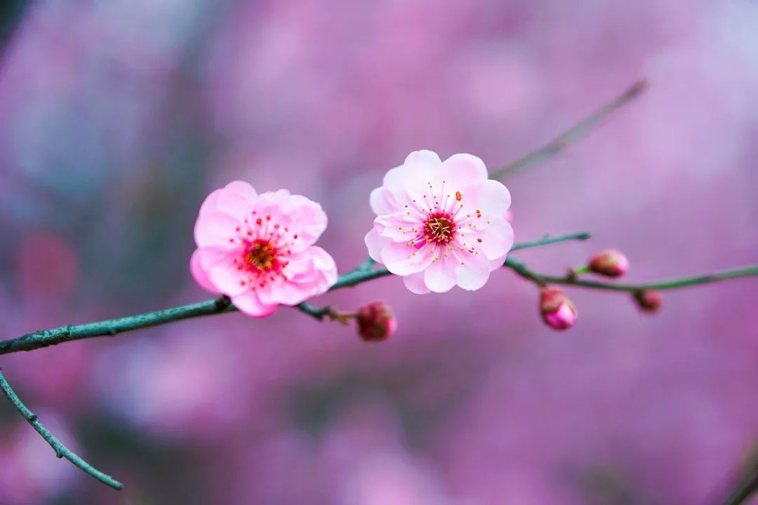 赞美桃花唯美的古诗句，适合春天品读的桃花诗句