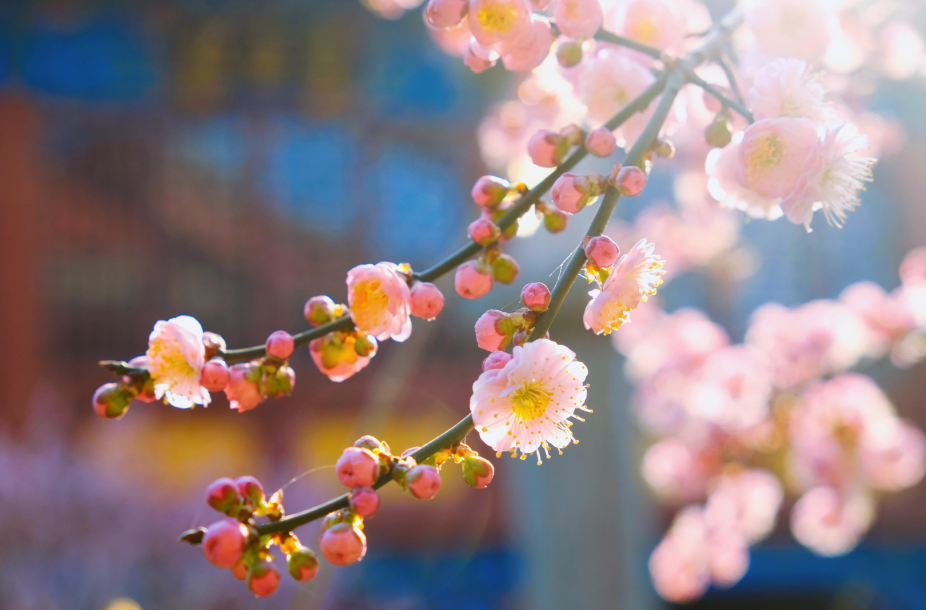 描写梅花的优美诗词赏析，感受春天的气息