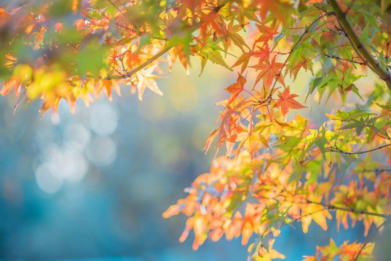 温柔且干净的30个秋天诗句，富有诗情画意的秋天