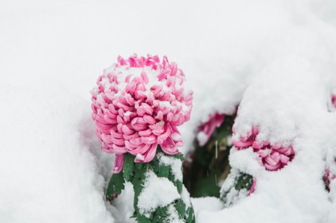 有关十首冬天菊花的诗词（含有菊花的古诗词）
