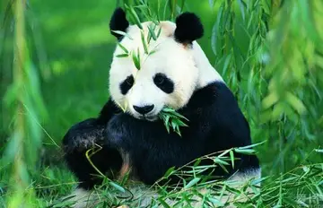 可爱的国宝大熊猫作文600字（可爱的宝贝）