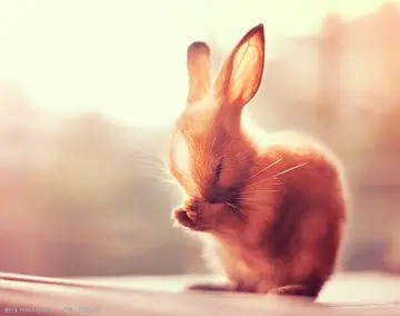 可爱的小兔子作文600字初中（幸福开心）