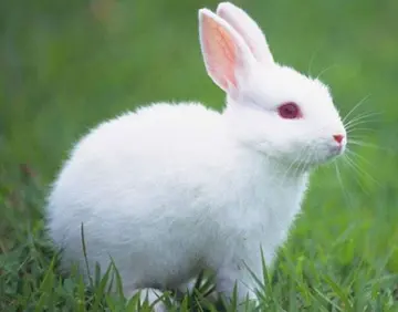 可爱兔兔的话题优秀作文（《可爱的小白兔》）