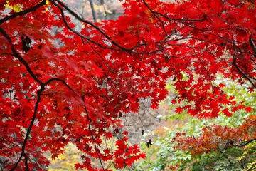 描写秋天的树叶作文（《美好的秋天》）