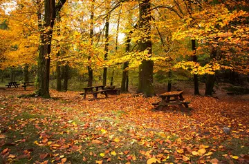 秋天的美景作文（《秋天的美景》）