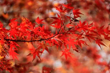 秋天的美景作文（《家乡的美景》）