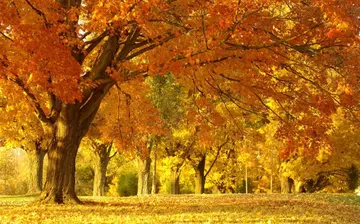 秋天的美景作文（《草原的美景》）