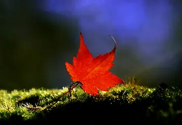 秋天的美景作文（《草原的美景》）