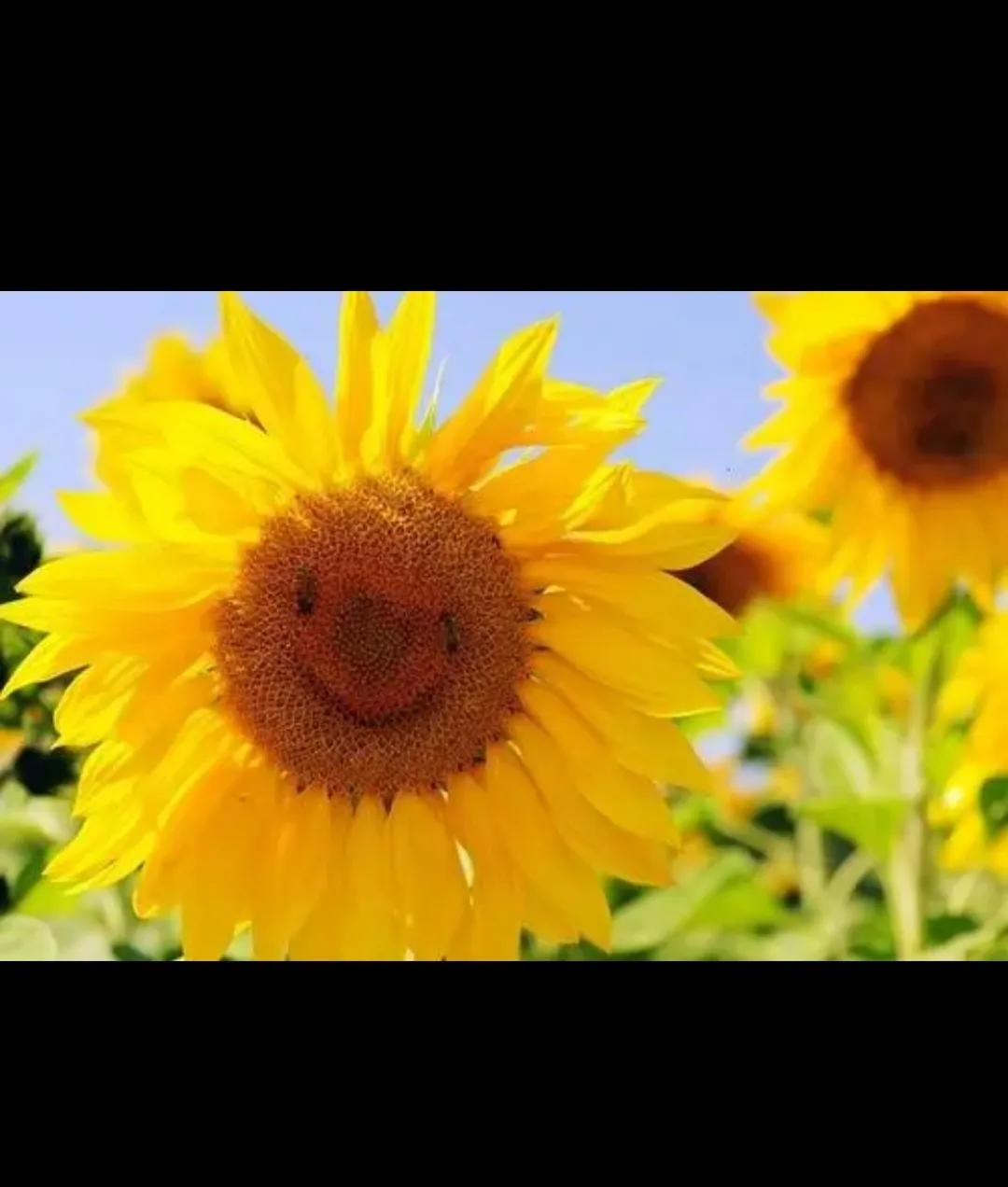 高清晰“微笑”的向日葵植物壁纸