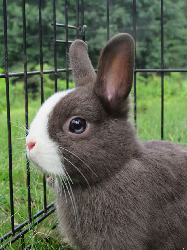 小学生作文可爱的小灰兔，分享可爱的小灰兔优秀范文