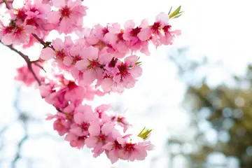 诗意春天描写樱花开的诗词，有关樱花诗词与解读