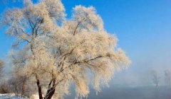 关于冬天的柳树古诗词，柳树给人温热和感动