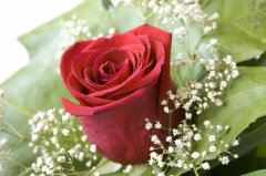 关于玫瑰的浪漫温馨文案赏析（高级浪漫的文案短句）