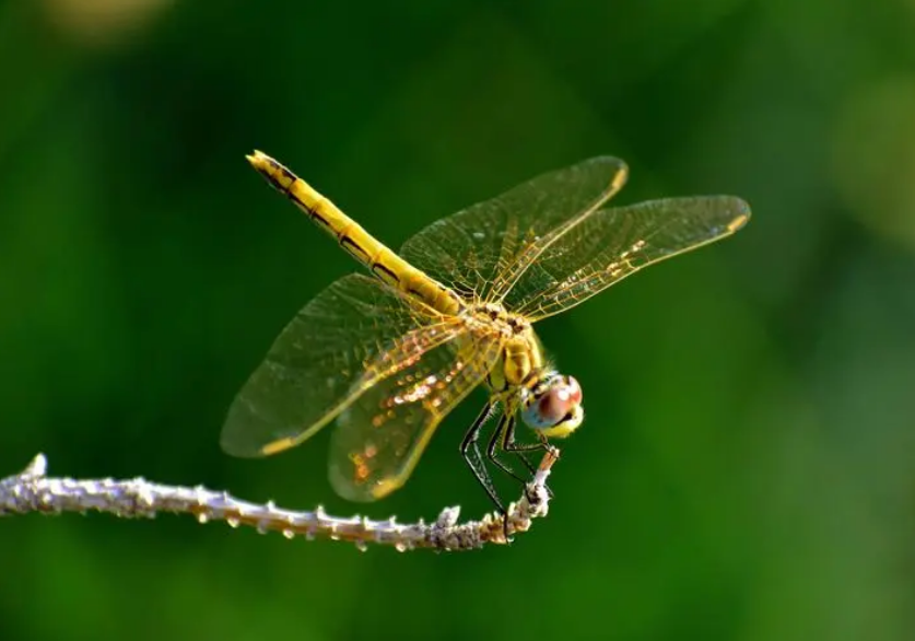 欣赏有关蜻蜓的古诗词（关于蜻蜓的诗词鉴赏）