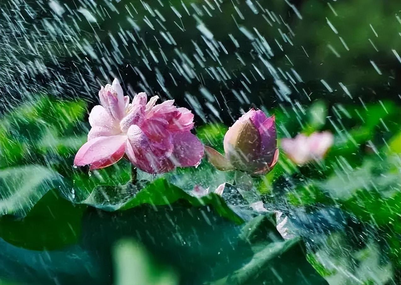 清新夏天的雨图片