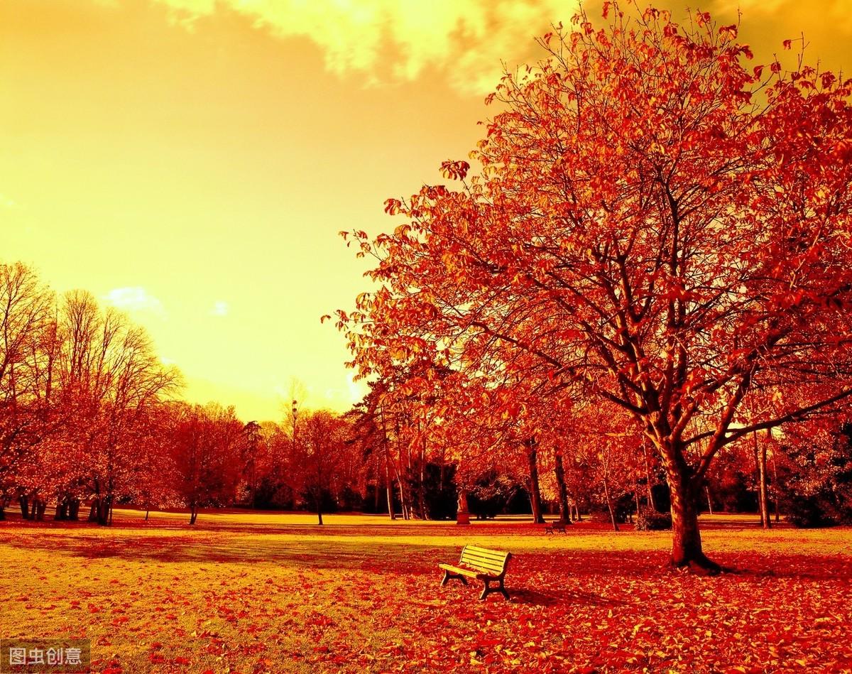 秋天的红叶-高清拍摄图片壁纸预览 | 10wallpaper.com