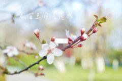 关于春天的20个神仙句子（唯美极简温柔治愈文案）