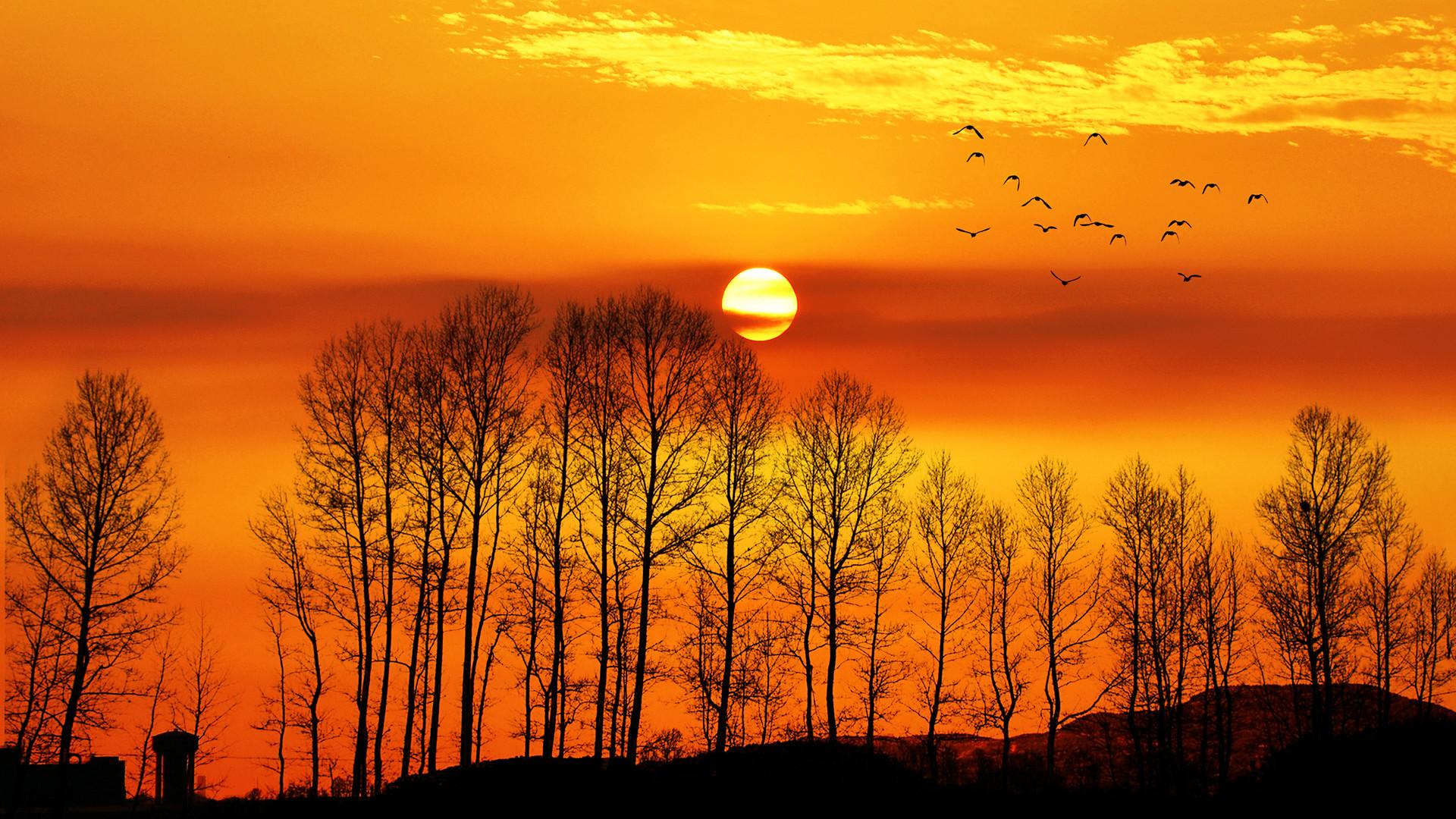 天鹅 傍晚的太阳 羽毛 - Pixabay上的免费照片 - Pixabay