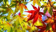 关于秋天的30句诗句鉴赏（赏秋花的唯美诗词）