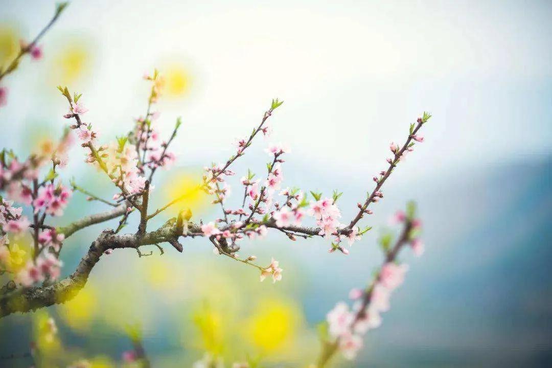 春日美好的温柔句子（关于春天的神仙句子）