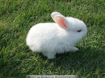 可爱的小白兔作文600字（写小兔子的作文）