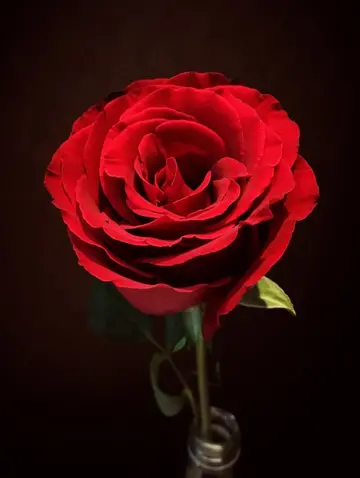 有关玫瑰的诗句（关于玫瑰的浪漫诗句）
