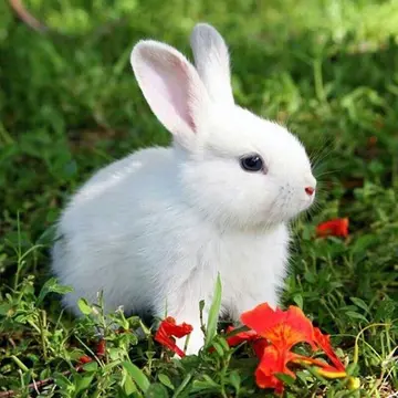 初中生作文可爱的小白兔（可爱的小脸蛋）