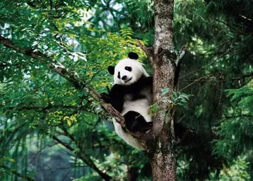 《保护国宝大熊猫》（关于爱护动物的作文精选）