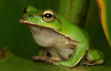 有关保护青蛙的作文精选范例（《请保护青蛙吧》）