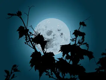《夜晚里闪亮的月亮》（关于美丽明月的作文精选）