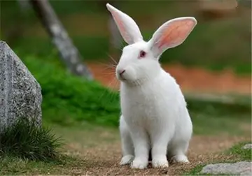 有关可爱白兔的作文精选范例（《我可爱的小白兔》）
