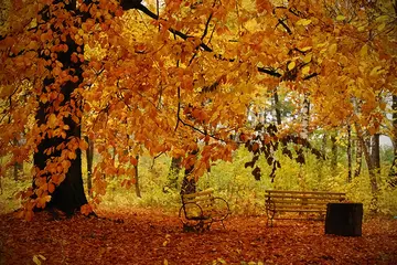 美丽的秋天作文（《丰收的秋天季节》）