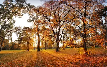 景色美丽的秋天作文（《金黄的银杏叶》）
