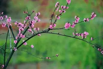 美丽的春天作文（《春天的柳树》）