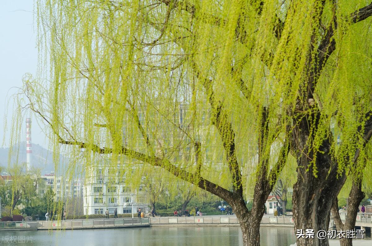 重庆南川：春风杨柳万千条|摄影|其他摄影|qmb1119 - 原创作品 - 站酷 (ZCOOL)