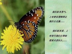 赞美蝴蝶的经典短句（关于蝴蝶的浪漫文案名言）