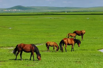 内蒙古的草原作文（《美丽的草原》）