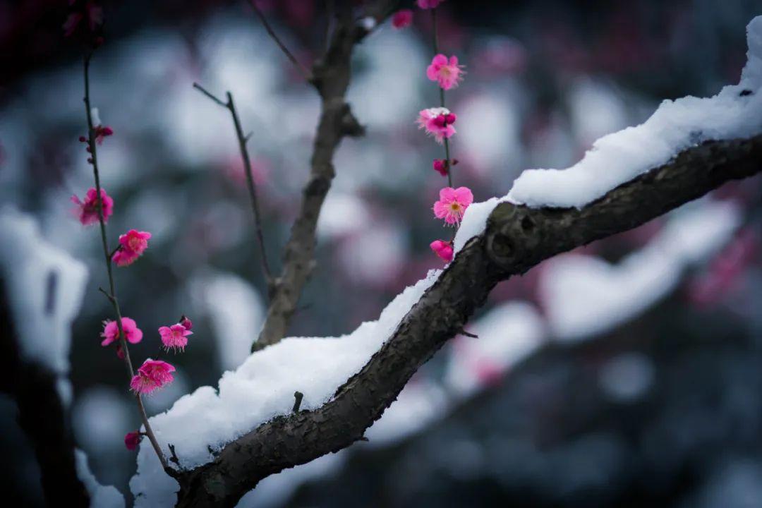 冬日优美的10首诗词古句（踏雪寻梅，寒夜煮茶）