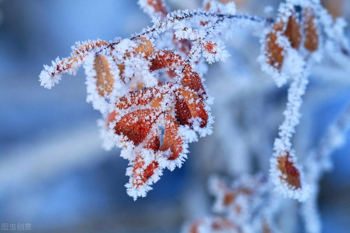 冬日之歌：从霜降到雪融的诗意时光第3张-醋盆生活网